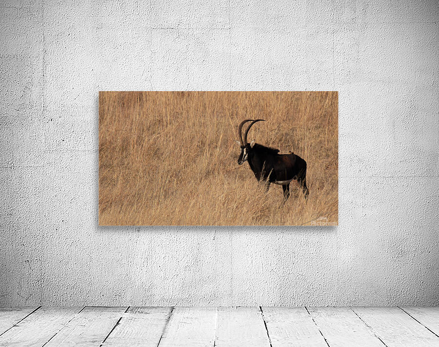 1104 - Sable antelope Wall Preview