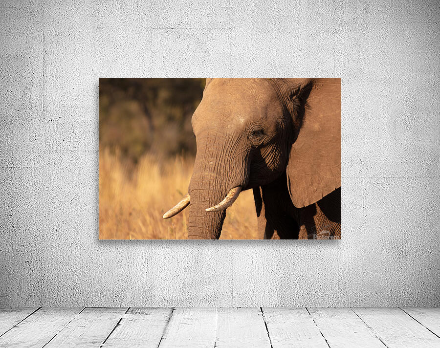1122 - Single Elephant Wall Preview