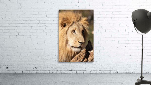 1102 - Lion portrait Wall Preview