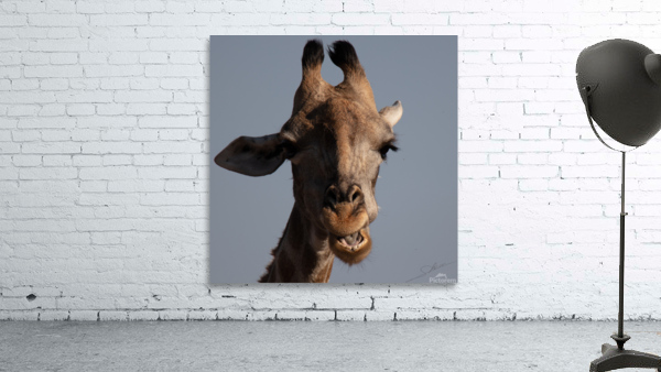 1097 - Giraffe Wall Preview