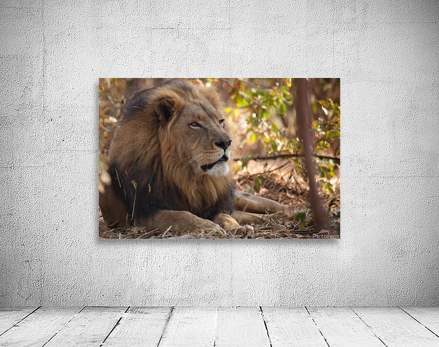 1090 - Lion Wall Preview