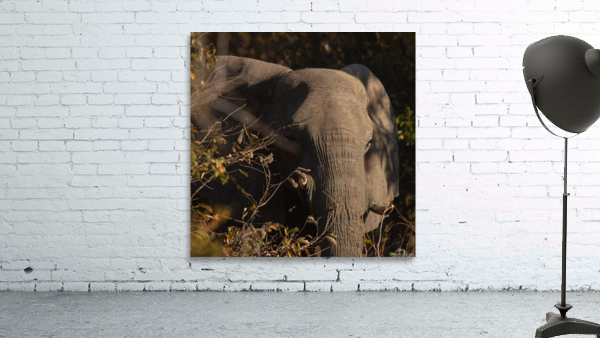 1192 - Elephant Wall Preview