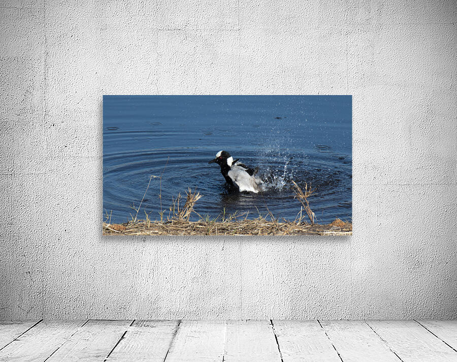 1170 - Bath time Wall Preview