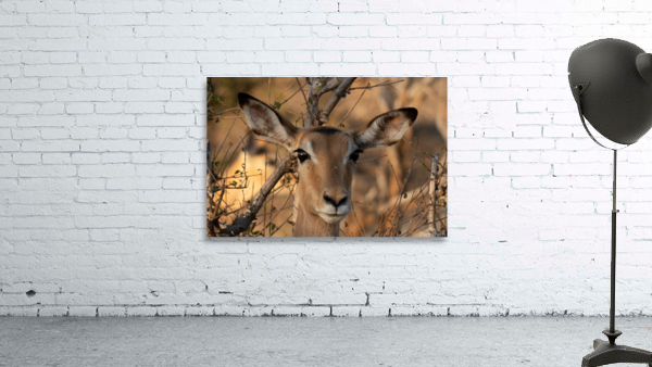 1177 - Impala  Wall Preview