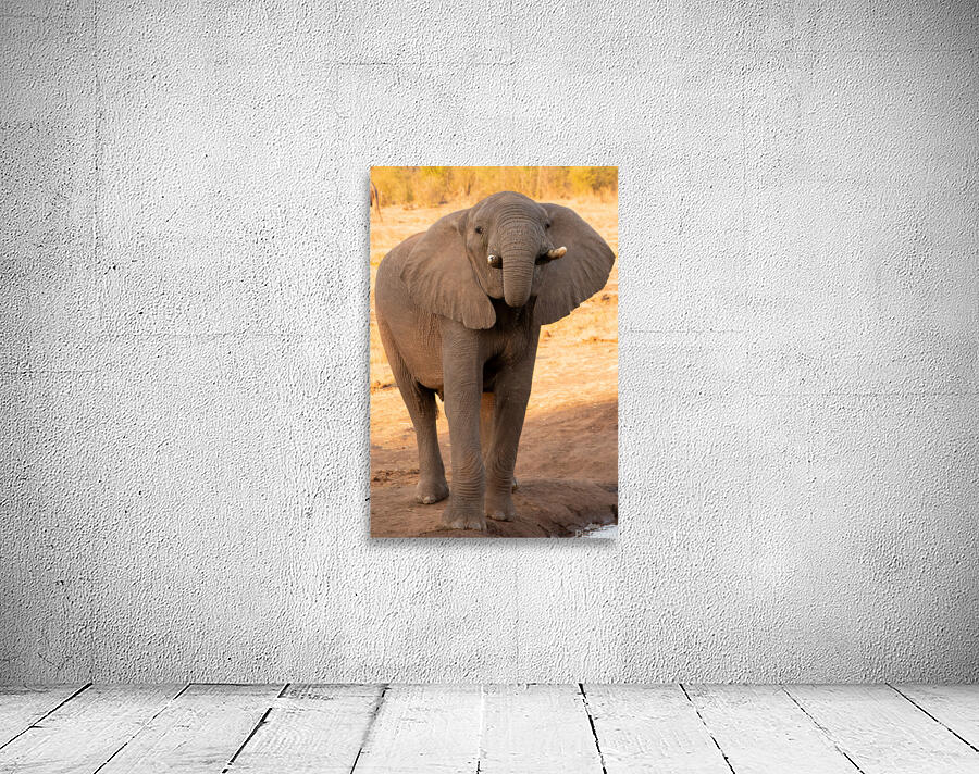 1184 - Young elephant Wall Preview