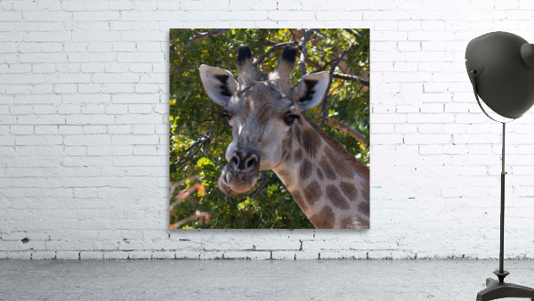 1152 - Giraffe portrait  Wall Preview