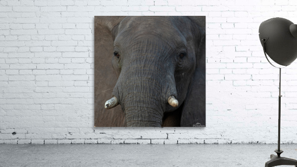 1195 - Elephant Portrait  Wall Preview