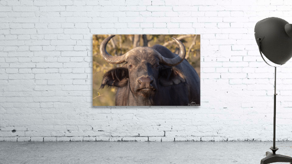 1150 - Buffalo Wall Preview