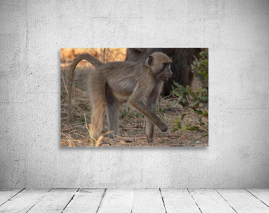 1154 - Baboon Wall Preview