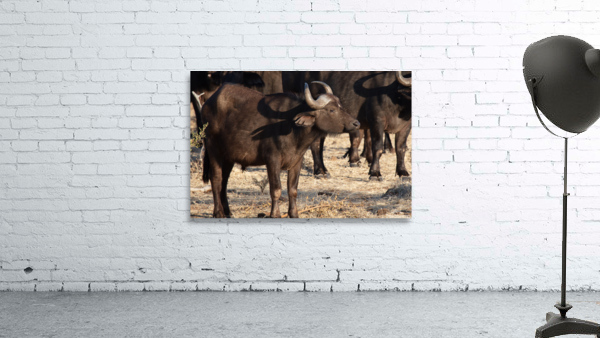 1164 - Buffalo  Wall Preview