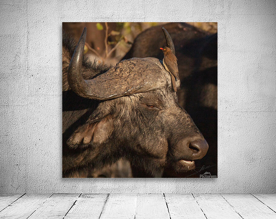 1149 - Buffalo Wall Preview