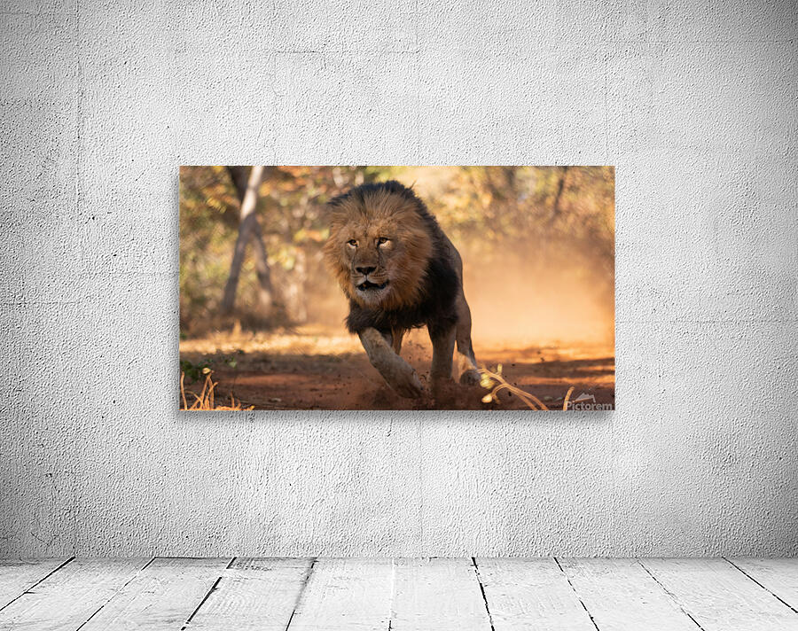 1158 - Running lion Wall Preview
