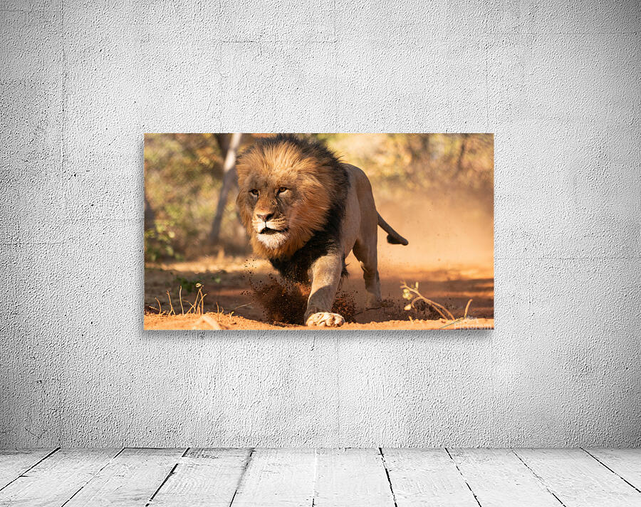 1160 - Running lion  Wall Preview