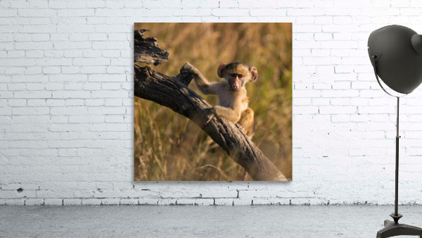 1187 - Young baboon Wall Preview