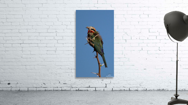 1186 - Bee-eater  Wall Preview