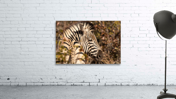 1174 - Zebra  Wall Preview