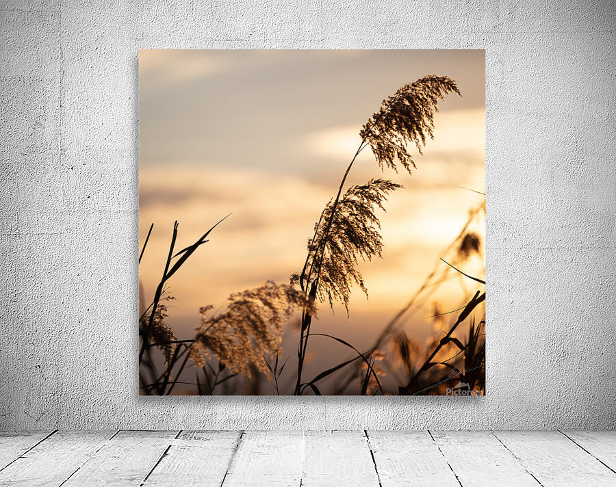 1185 - Sunset  Wall Preview