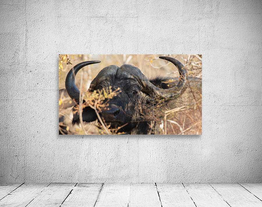 1194 - Buffalo Wall Preview