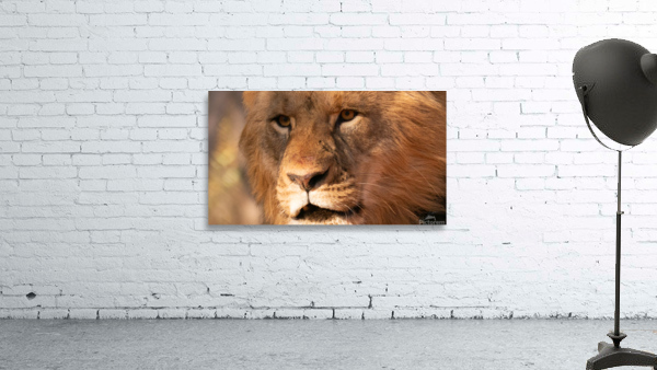 1191 - Lion Wall Preview