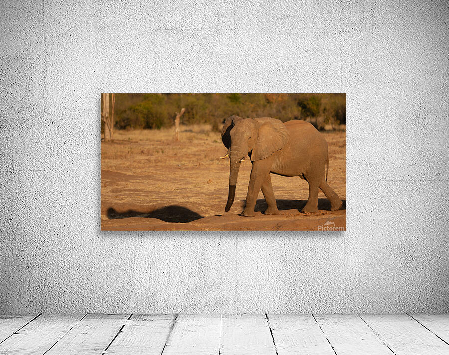 1182 - Elephant  Wall Preview