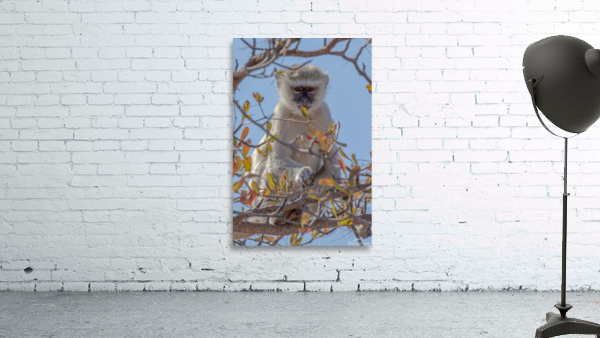 1620 - Vervet Monkey Wall Preview