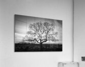 Timeless Strength Monochrome - Lone oak in the Sacramento Riverbend Area - Tehama County California Acrylic Print