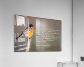 Be The Robin Acrylic Print