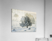 Pogonip in Juniper Acrylic Print