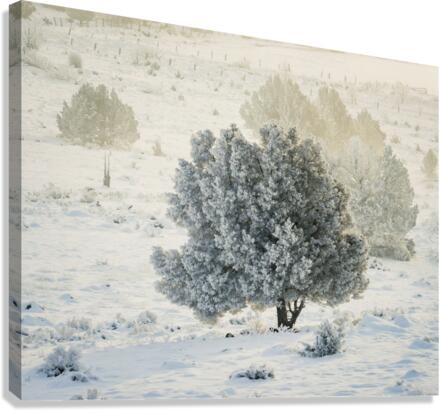 Pogonip in Juniper Canvas Print
