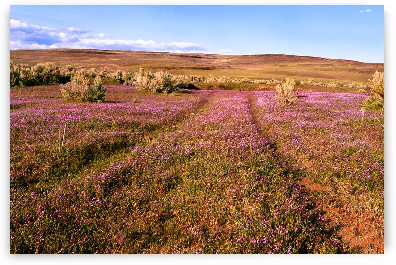 Wildflowers on the Noble Immigrant Trail - Lassen County California by Mike Lee