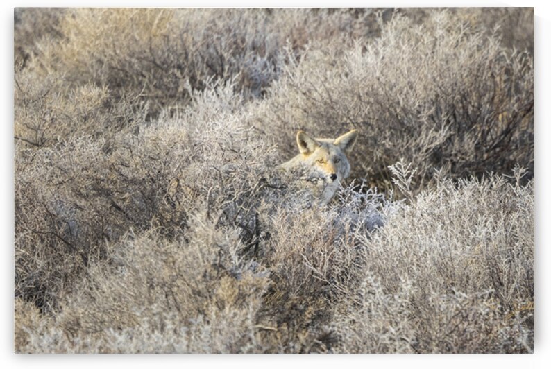 Wile E in Frosty Sage Brush   Lassen County California near the Nevada Line by Mike Lee