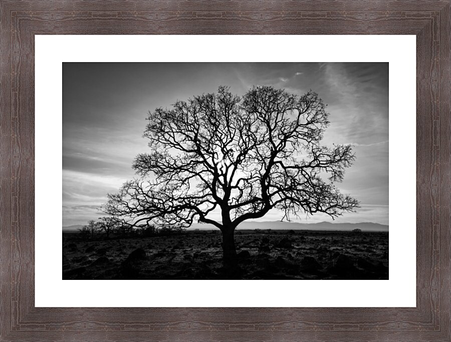 Timeless Strength Monochrome - Lone oak in the Sacramento Riverbend Area - Tehama County California Picture Frame print