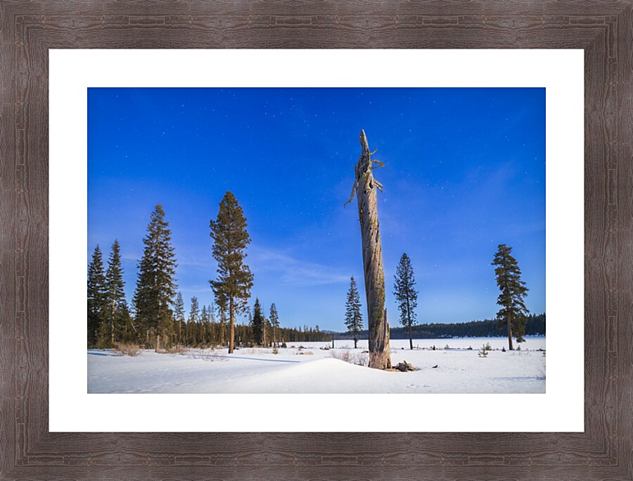 Moonlit Sentinel - Long Lake - Lassen County California nightscape Picture Frame print
