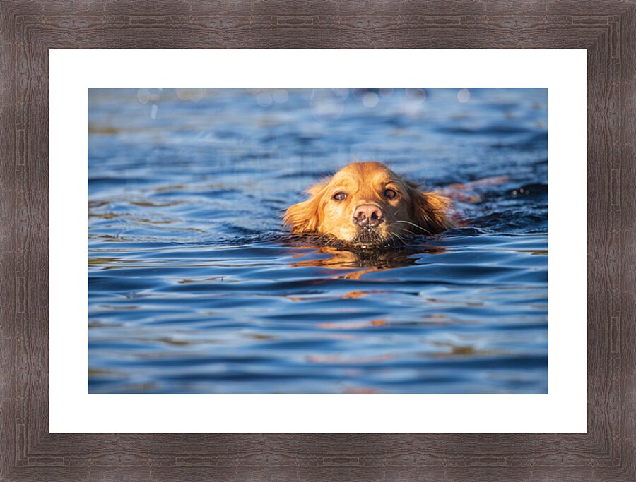Swimming Golden Picture Frame print