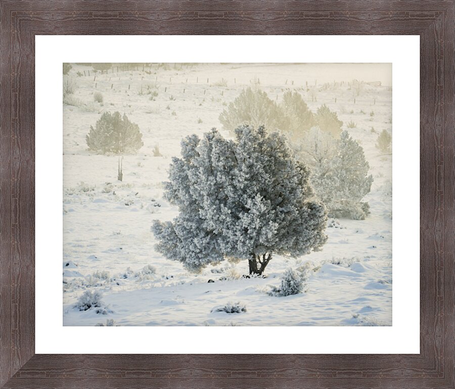 Pogonip in Juniper Picture Frame print