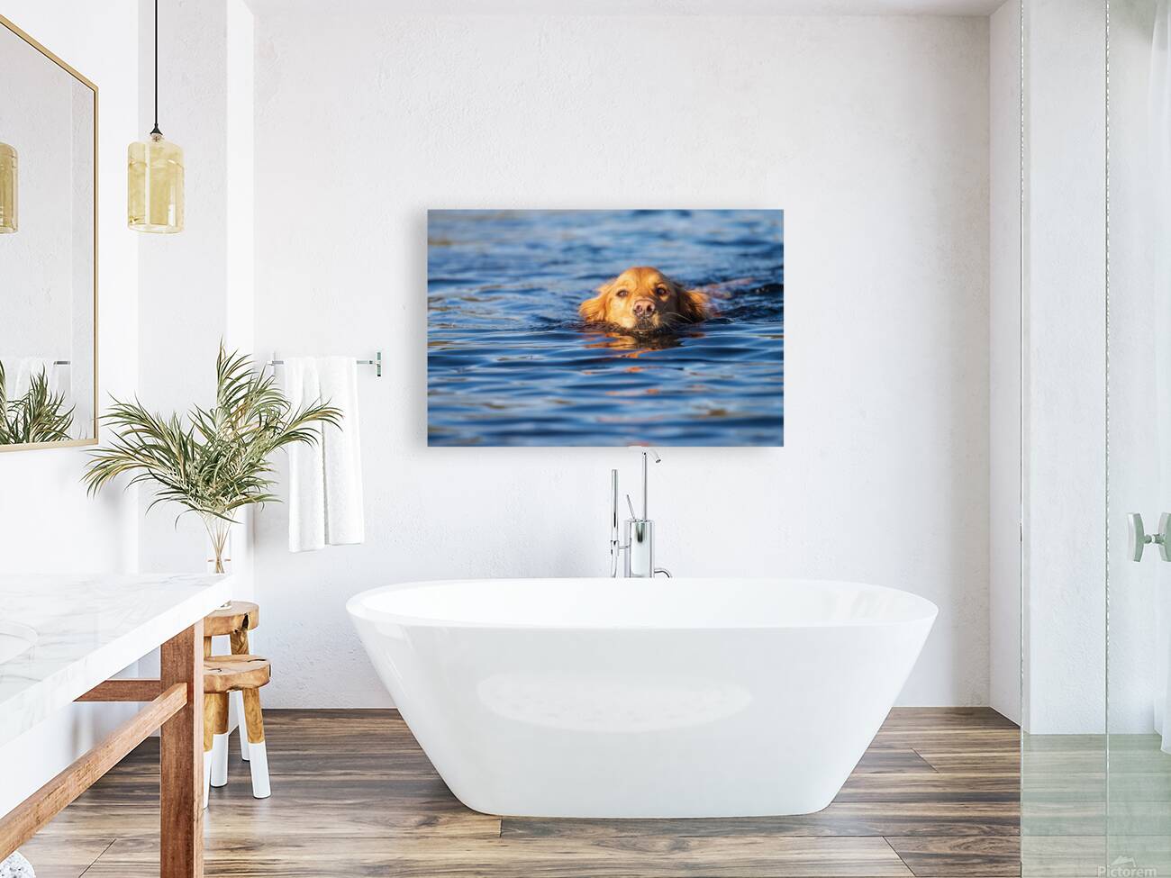 Swimming Golden Reproduction