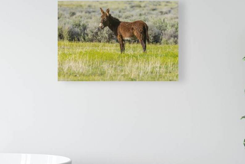 Smoke Creek Burro - Lassen County California by Mike Lee