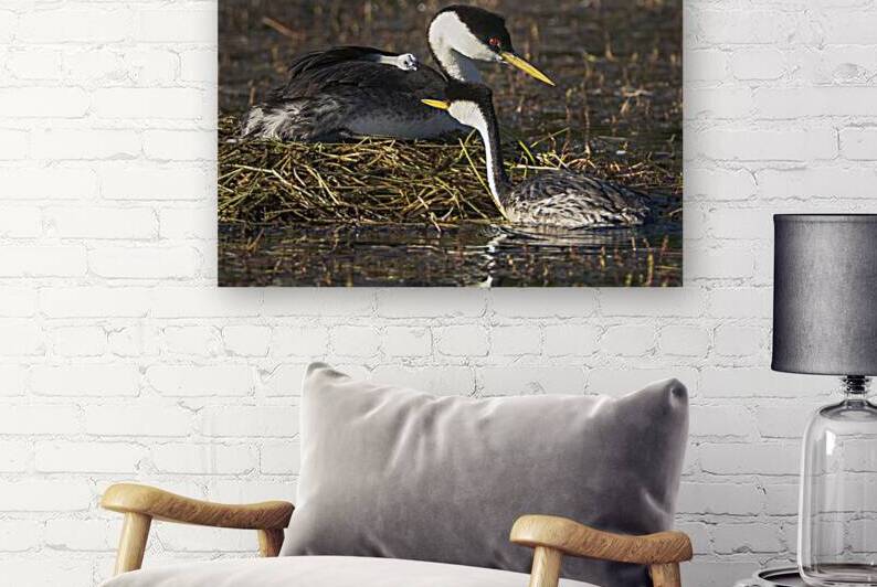 Western Grebe Family - Grebe pair and chick in Antelope Lake - Plumas County California by Mike Lee
