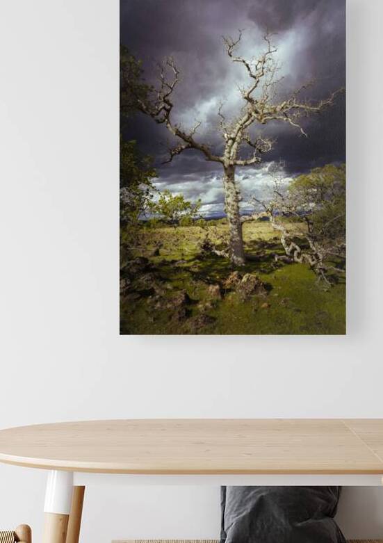 Ominous Oak - Dead tree in the Sacramento Riverbend Area - Tehama County California by Mike Lee