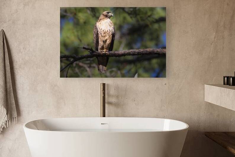 On Guard - Red tailed hawk in a pine - Lassen County California by Mike Lee