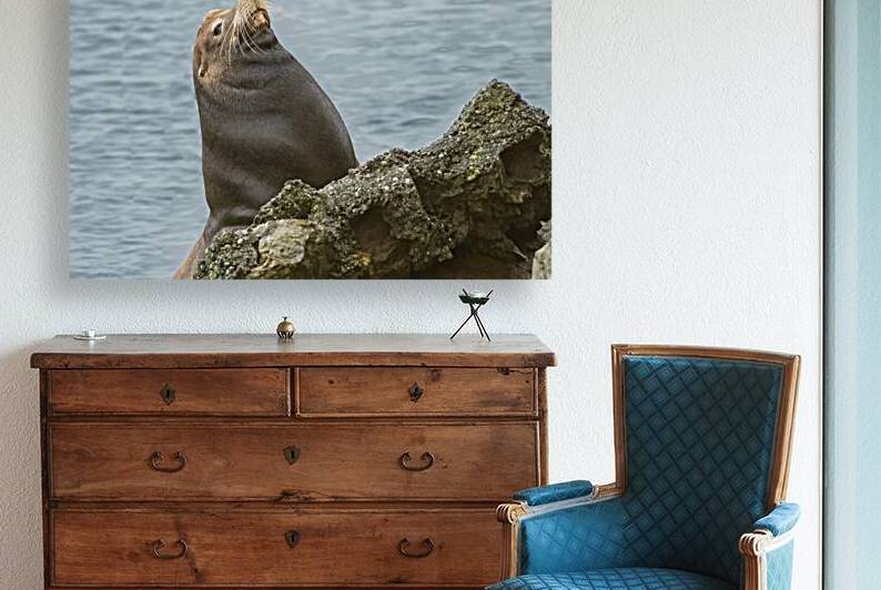 Proud Sea Lion - Crescent City Harbor - Del Norte County California by Mike Lee
