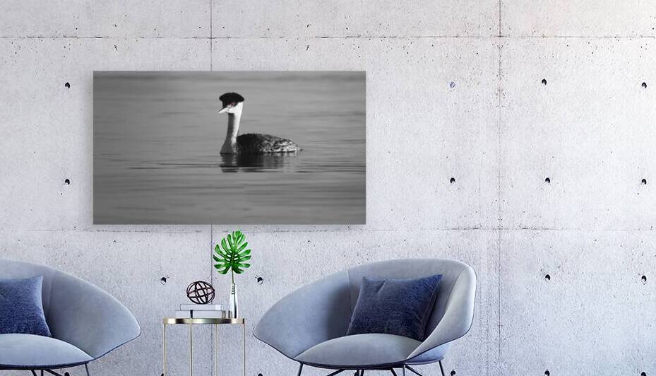 Ol Red Eyes - Western Grebe in Eagle Lake - Lassen County California - Selective Color by Mike Lee