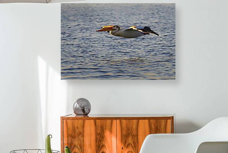 Evening Glide - Pelican in the Eagle Lake golden hour - Lassen County California by Mike Lee