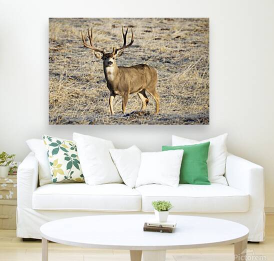 30 incher - Big muley buck in a Lassen County California field by Mike Lee