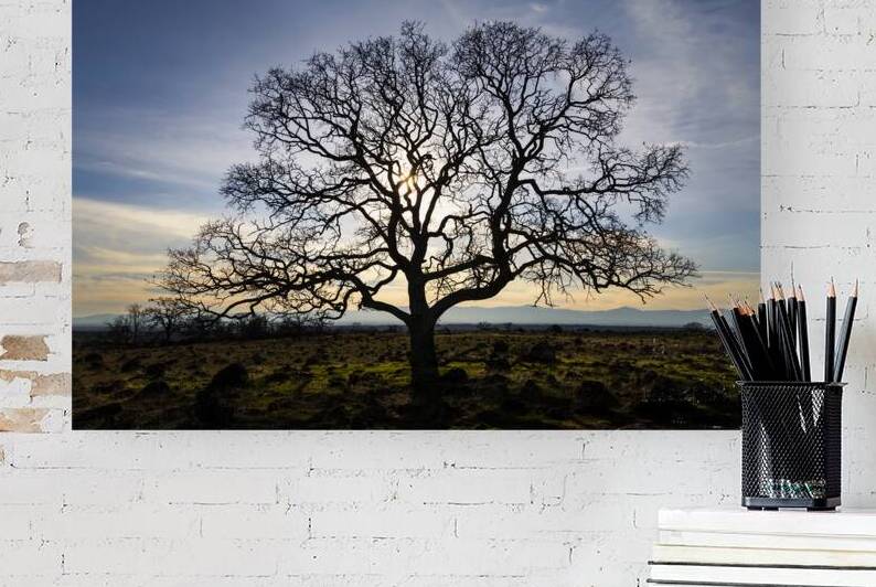 Timeless Strength - Lone oak in the Sacramento Riverbend Area - Tehama County California by Mike Lee