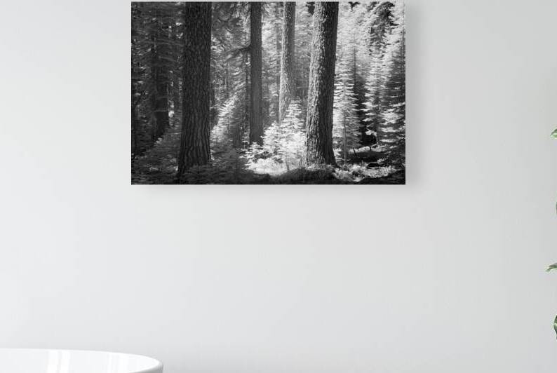 Red Fir Grove Infrared - Plumas County California by Mike Lee