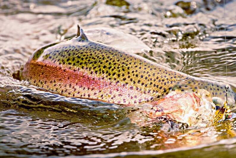 Fish ON - 18  Inch Rainbow trout fighting with a gold Mepps spinner in its mouth by Mike Lee