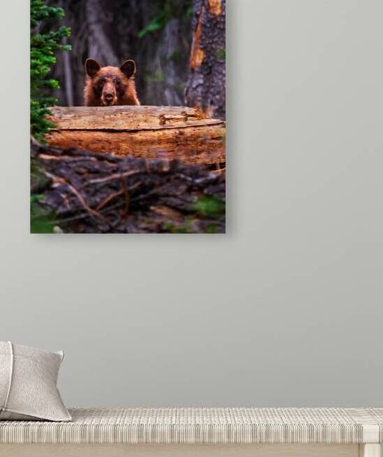 Peek-A-Boo-Boo - Black bear at Lassen Volcanic National Park  by Mike Lee