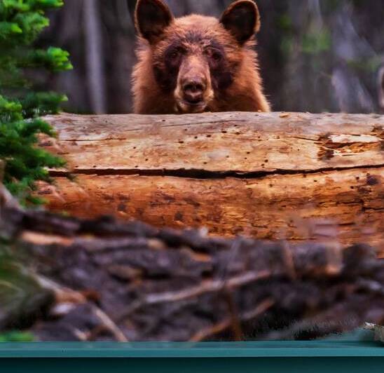 Peek-A-Boo-Boo - Black bear at Lassen Volcanic National Park square by Mike Lee