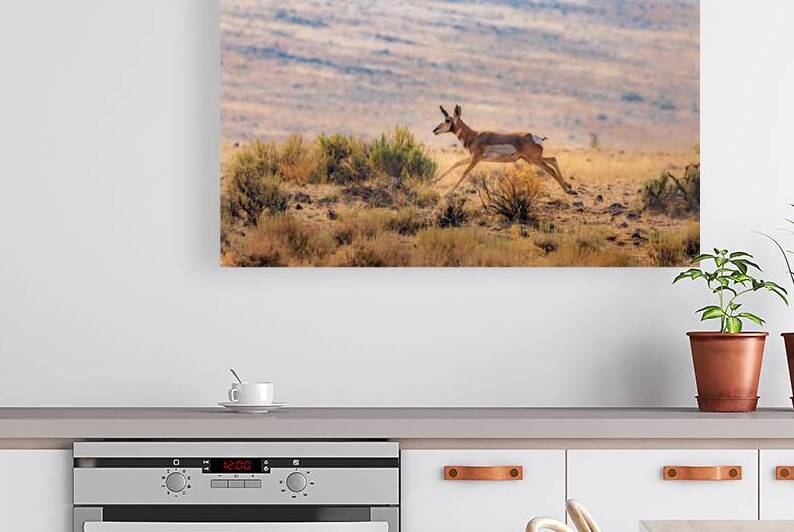 Speed Goat - Pronghorn in Lassen County California by Mike Lee